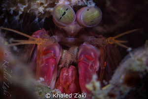 Mantis Shrimp by Khaled Zaki 